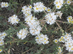 Symphyotrichum falcatum