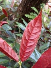 Excoecaria cochinchinensis