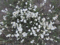 Symphyotrichum falcatum