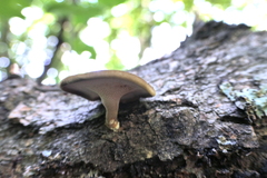 Lentinus brumalis
