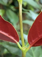 Excoecaria cochinchinensis