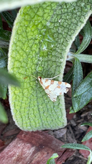Conchylodes octonalis