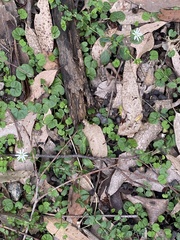 Stellaria flaccida