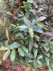 Excoecaria cochinchinensis