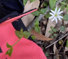 Stellaria flaccida
