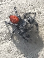 Phidippus adumbratus
