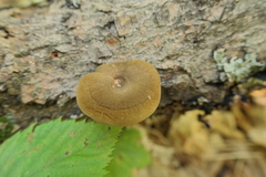 Lentinus brumalis