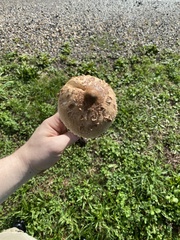 Chlorophyllum rhacodes