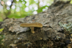 Lentinus brumalis