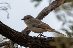 Pachycephala fuliginosa