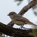 South Australian Western Whistler - Photo (c) Belinda Copland, some rights reserved (CC BY-NC-ND), uploaded by Belinda Copland