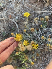 Heterotheca canescens