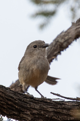 Pachycephala fuliginosa