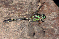 Ophiogomphus carolus