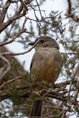Pachycephala fuliginosa