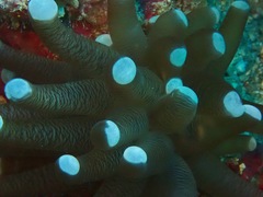 Euphyllia cristata