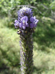 Dalea