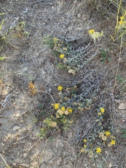 Heterotheca canescens