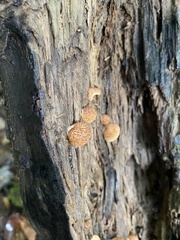 Crepidotus crocophyllus