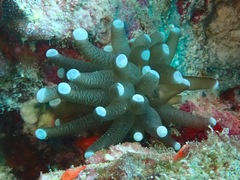 Euphyllia cristata