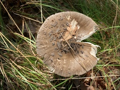 Amanita rhacopus