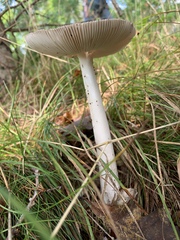 Amanita rhacopus