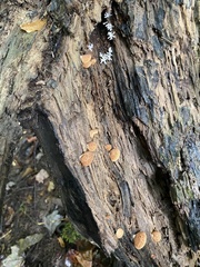 Crepidotus crocophyllus