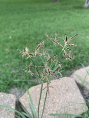 Cyperus rotundus