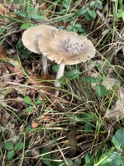 Amanita rhacopus