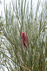Hakea francisiana