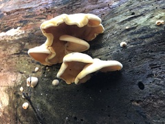 Phyllotopsis nidulans