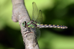 Ophiogomphus carolus