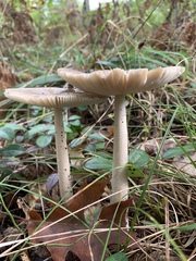 Amanita rhacopus