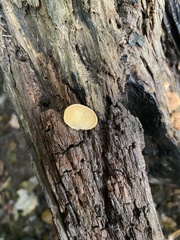 Crepidotus crocophyllus