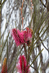 Hakea francisiana