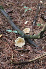 Ampulloclitocybe clavipes