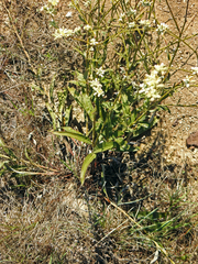 Caryophyllales