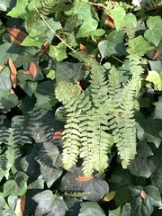 Dryopteris arguta