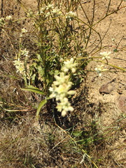 Caryophyllales