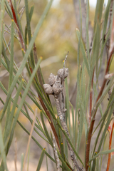 Hakea francisiana