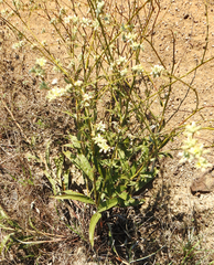 Caryophyllales
