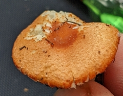 Leucoagaricus rubrotinctus