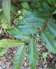 Excoecaria cochinchinensis