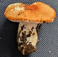 Leucoagaricus rubrotinctus
