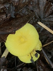 Hygrocybe ceracea