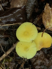Hygrocybe ceracea