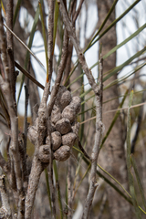 Hakea francisiana