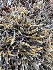 Selaginella wallacei