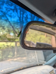 Conocephalus strictus