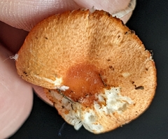Leucoagaricus rubrotinctus